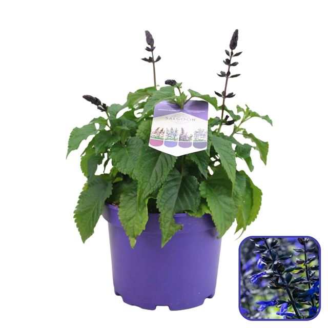 Picture of Salvia salgoon lake blueberry