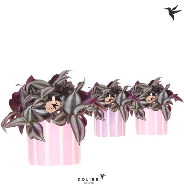 Picture of Tradescantia zebrina in ceramic