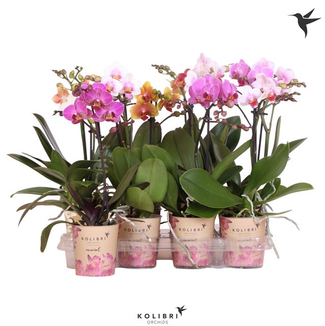 Picture of PHALAENOPSIS 01-STEM KOLIBRI MIX