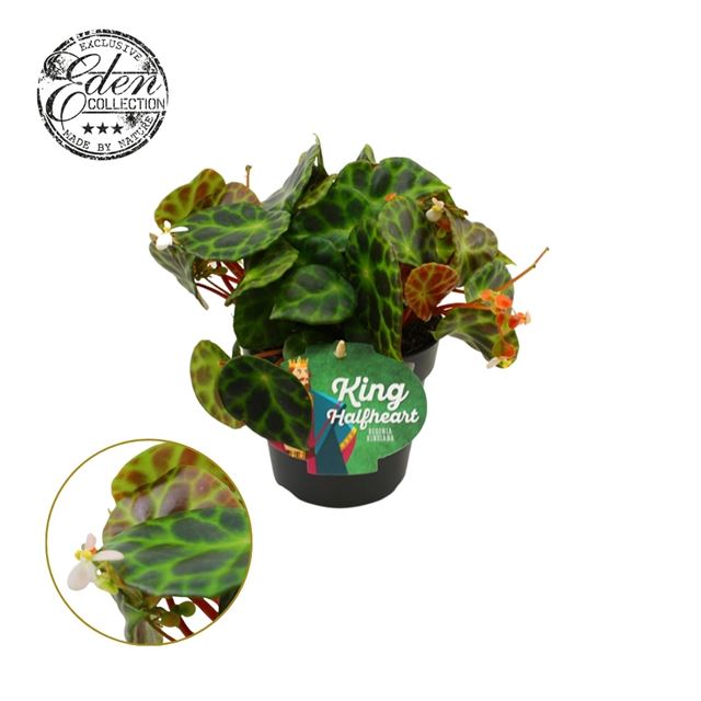 Picture of BEGONIA KINGIANA