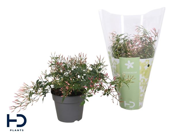 Picture of Jasminum bush