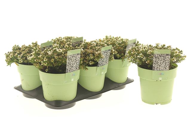 Picture of Iberis fishbeck