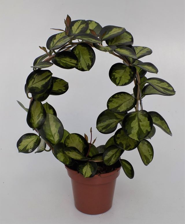 Picture of HOYA LISA HOOP