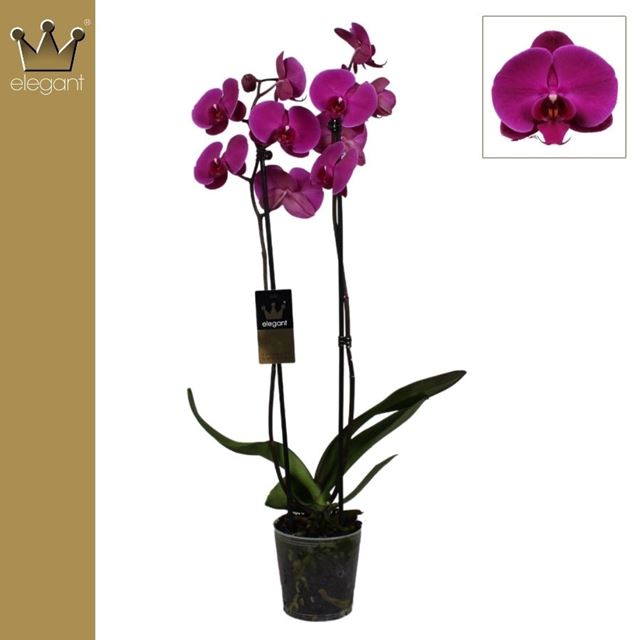 Picture of PHALAENOPSIS 02-STEM ROYAL PURPLE