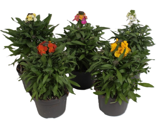 Picture of ERYSIMUM  MIX