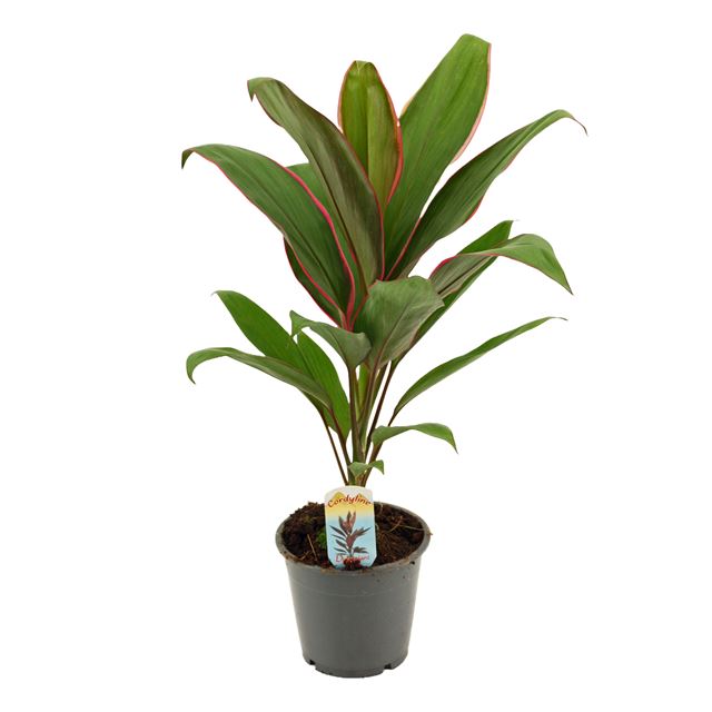 Picture of CORDYLINE AUSTRALIS SALSA