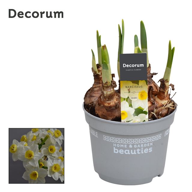 Picture of NARCISSUS AVALEX