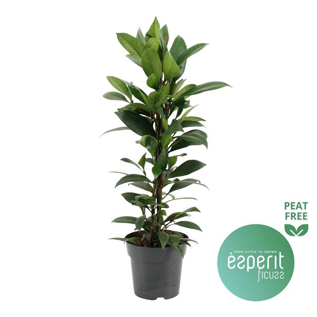 Picture of FICUS CYATHISTIPULA