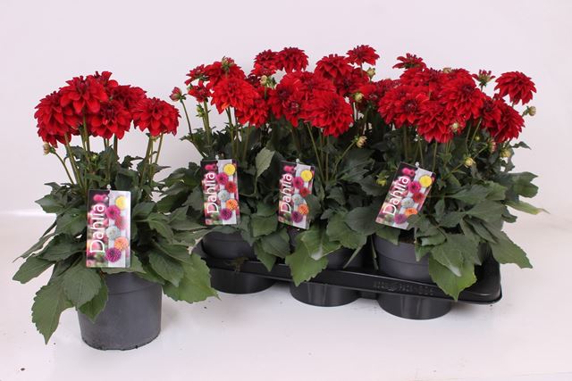 Picture of Dahlia xl red