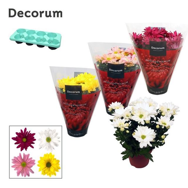 Picture of CHRYSANTHEMUM CHRYSANNE MARGARITA MIX