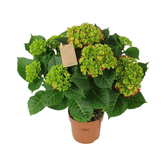 Picture of Hydrangea macrophylla red 09+fl