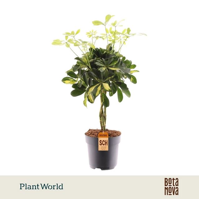 Picture of Schefflera arobricola 03pp gold capella braided st