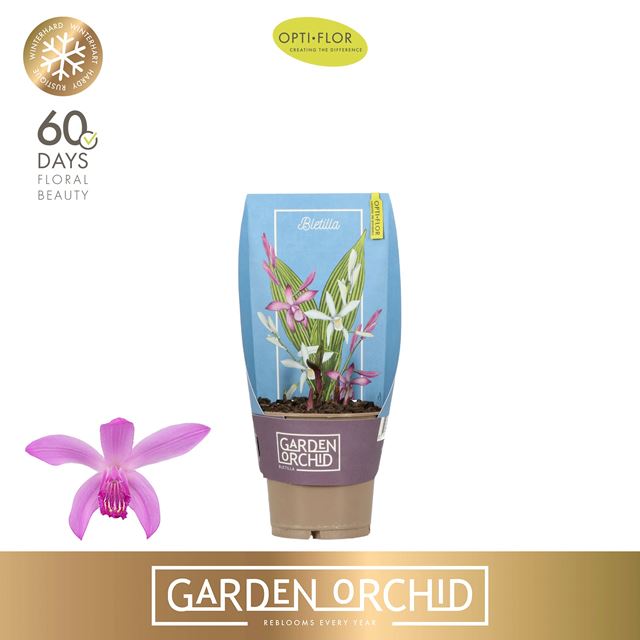 Picture of Garden orchid bletilla