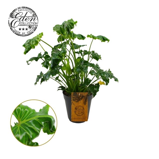 Picture of PHILODENDRON ATLANTIS