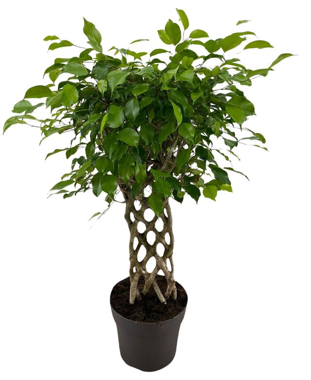 Picture of FICUS BENJAMINA EXOTICA MAT