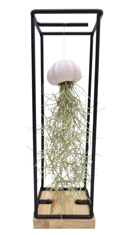 Picture of TILLANDSIA SHELL FRAME MEDIUM