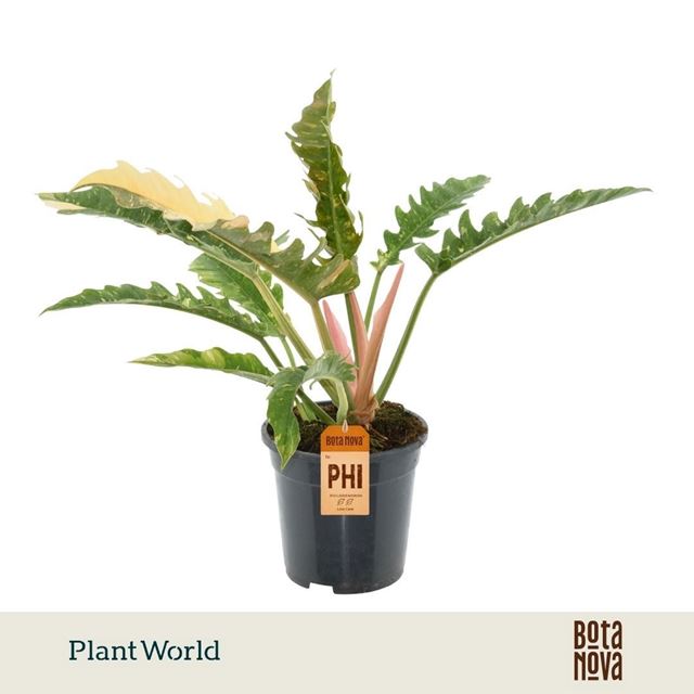 Picture of Philodendron narrow ring of fire