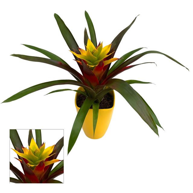 Picture of Guzmania fancy in ceramic