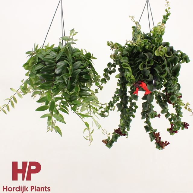 Picture of AESCHYNANTHUS MIX IN HANGING BASKET