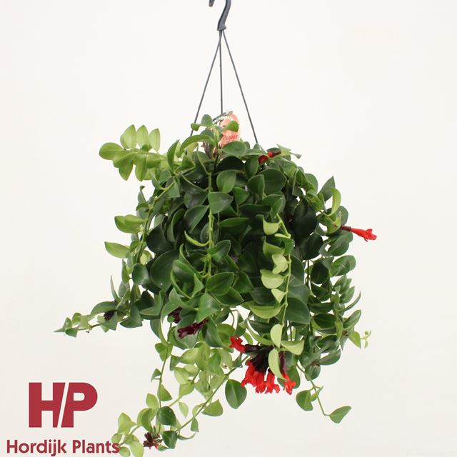 Picture of AESCHYNANTHUS MONA LISA IN HANGING BASKET
