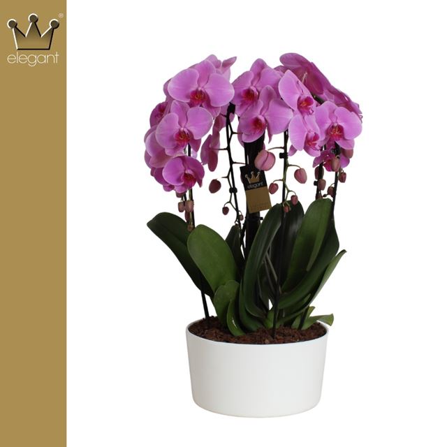 Picture of Phalaenopsis 06-stem cascade purple in ceramic
