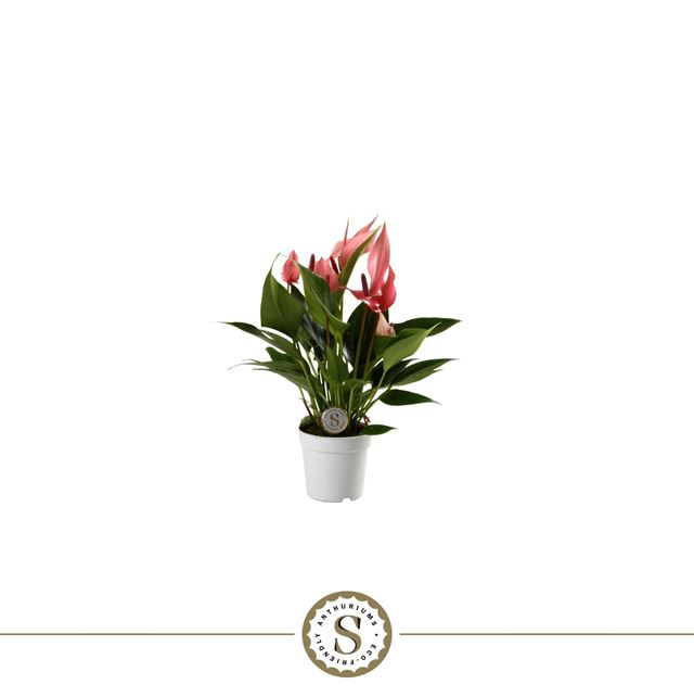 Picture of ANTHURIUM ANDRAEANUM LILLI