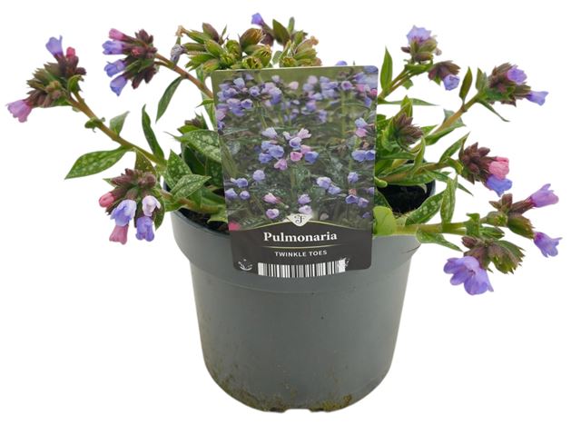 Picture of Pulmonaria twinkle toes
