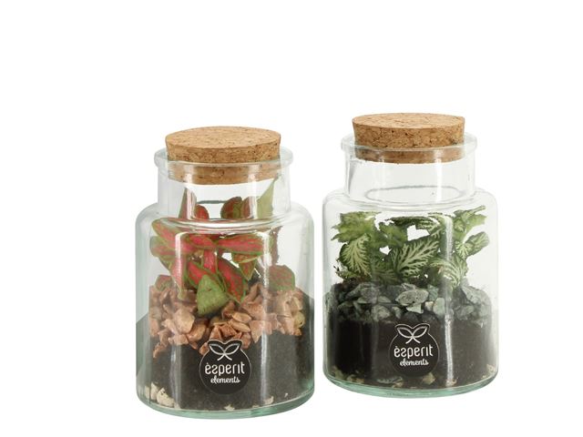 Picture of Terrarium