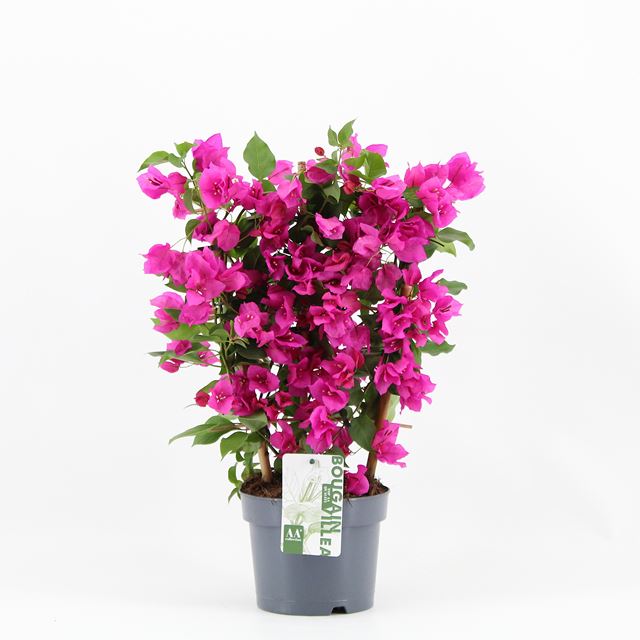 Picture of Bougainvillea sanderiana on frame purple
