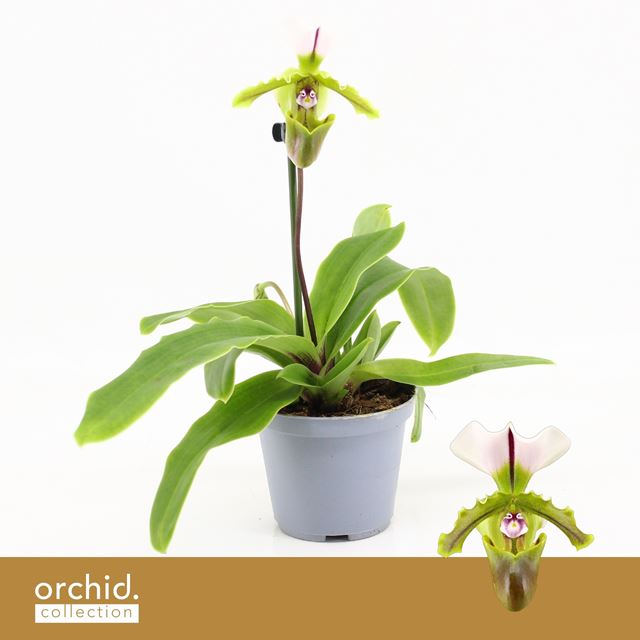 Picture of Paphiopedilum 01-stem milano