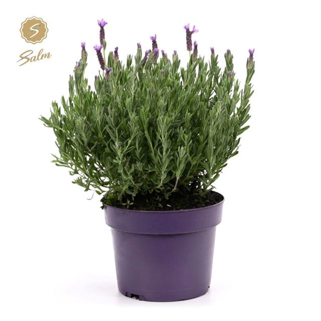Picture of Lavandula stoechas