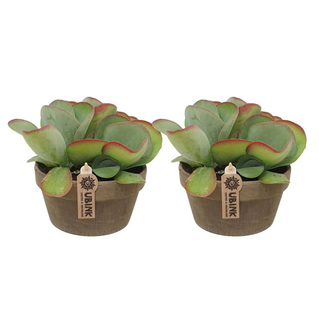 Picture of Kalanchoe red lips in gray terracotta