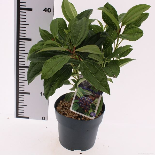 Picture of Viburnum davidii