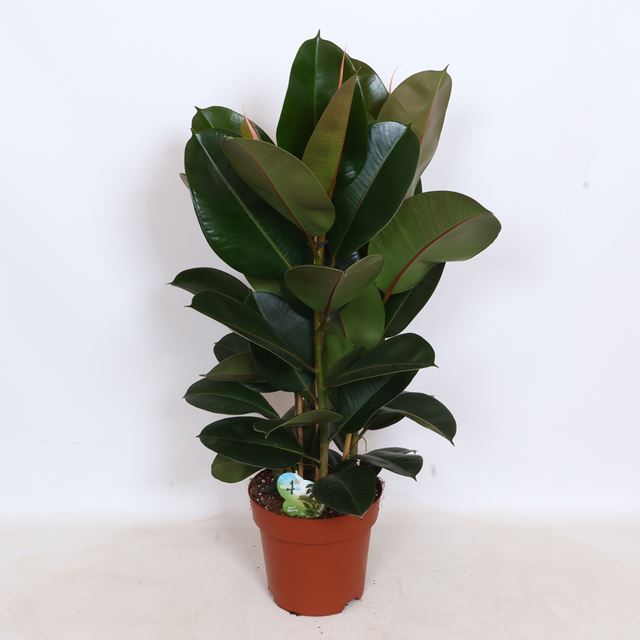 Picture of Ficus elastica robusta 03pp