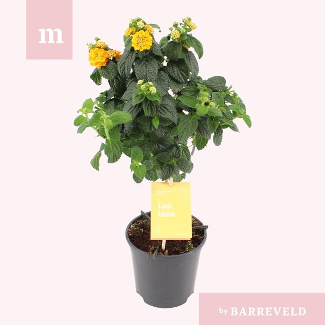 Picture of Lantana camara orange on stem