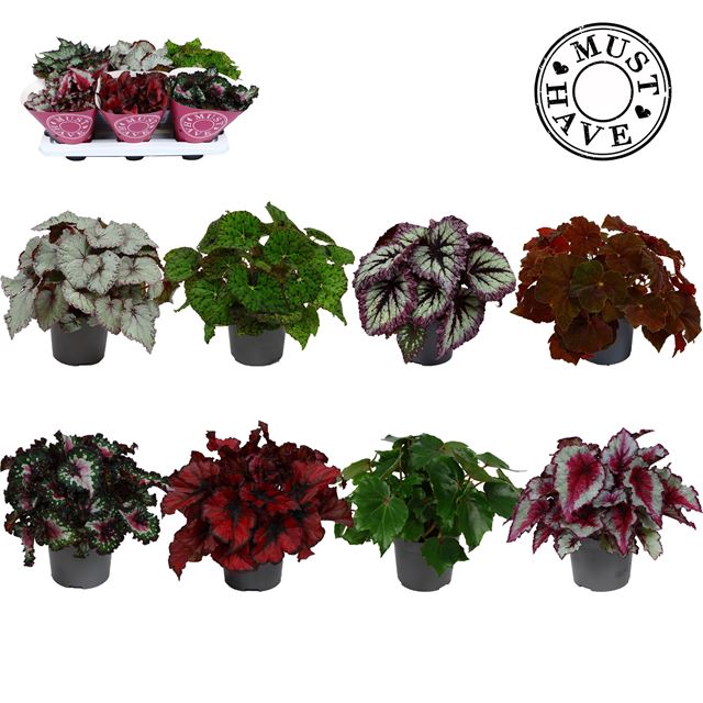 Picture of BEGONIA REX BELEAF MIX