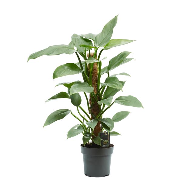 Picture of PHILODENDRON SILVER QUEEN MOSSPOLE