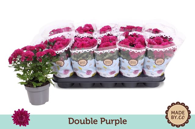 Picture of CHRYSANTHEMUM DOUBLE PURPLE