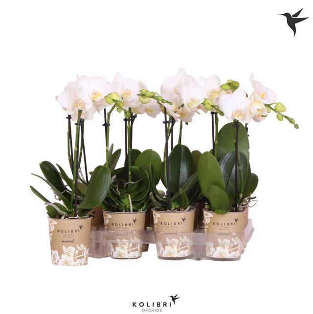 Picture of Phalaenopsis 01-stem kolibri white