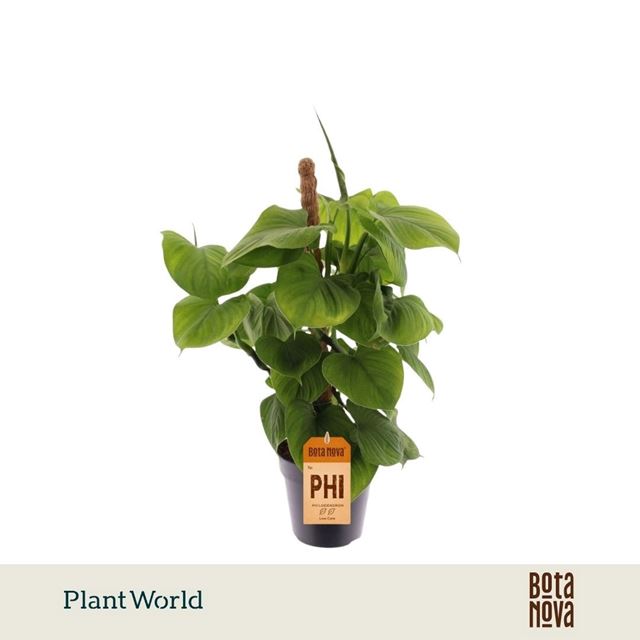 Picture of Philodendron fibrum mosspole