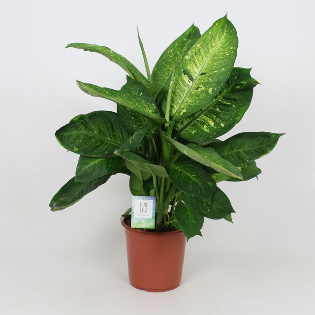 Picture of Dieffenbachia living fantasy
