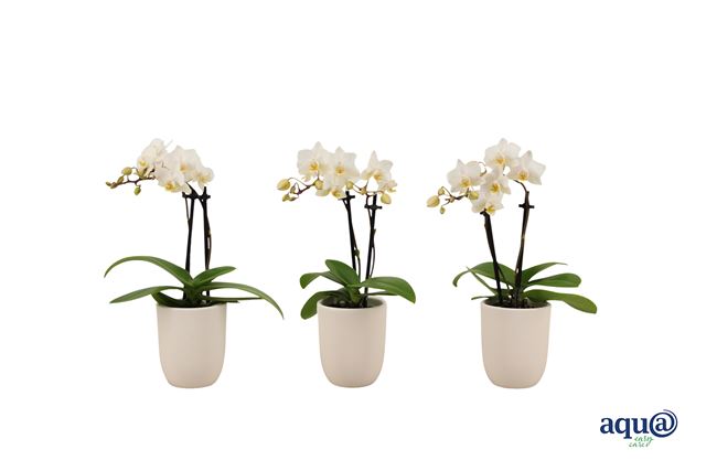 Picture of Phalaenopsis 02-stem tiny dolls wit in ceramic