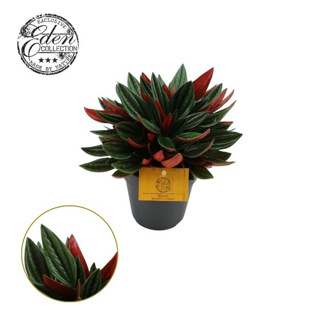 Picture of PEPEROMIA CAPERATA ROSSO