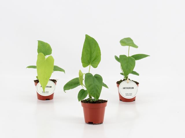 Picture of ANTHURIUM BALAOANUM