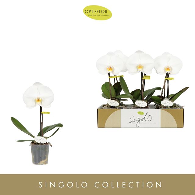 Picture of PHALAENOPSIS 01-STEM SINGOLO TOSHA