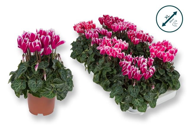 Picture of Cyclamen xl fuji mix