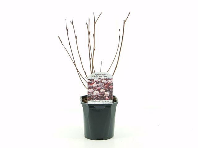 Picture of Physocarpus opulifolius lady in red