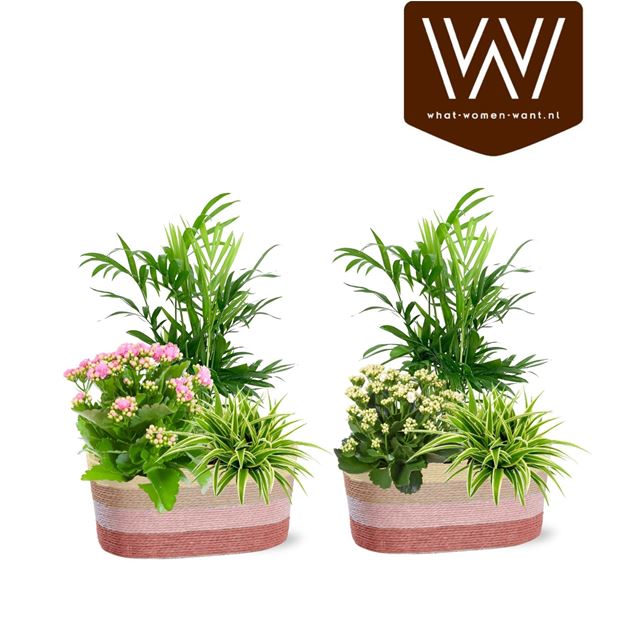 Picture of Arrangement sympathetic moods basket