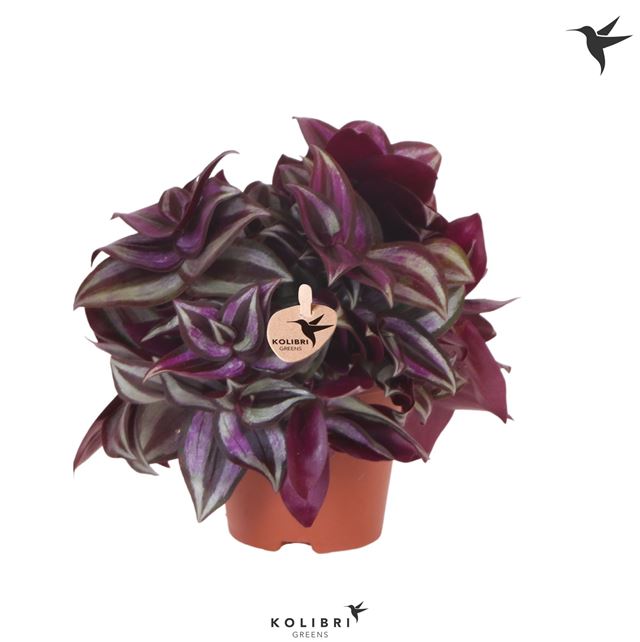 Picture of TRADESCANTIA ZEBRINA
