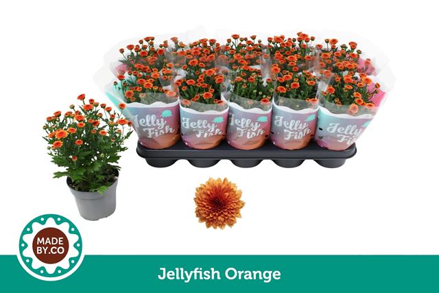 Picture of Chrysanthemum jellyfish orange
